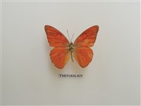 藏品(外國蝴蝶)的圖片